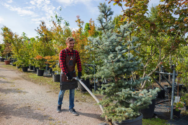  Parkway, CA Tree Removal and Landscaping Services Pros